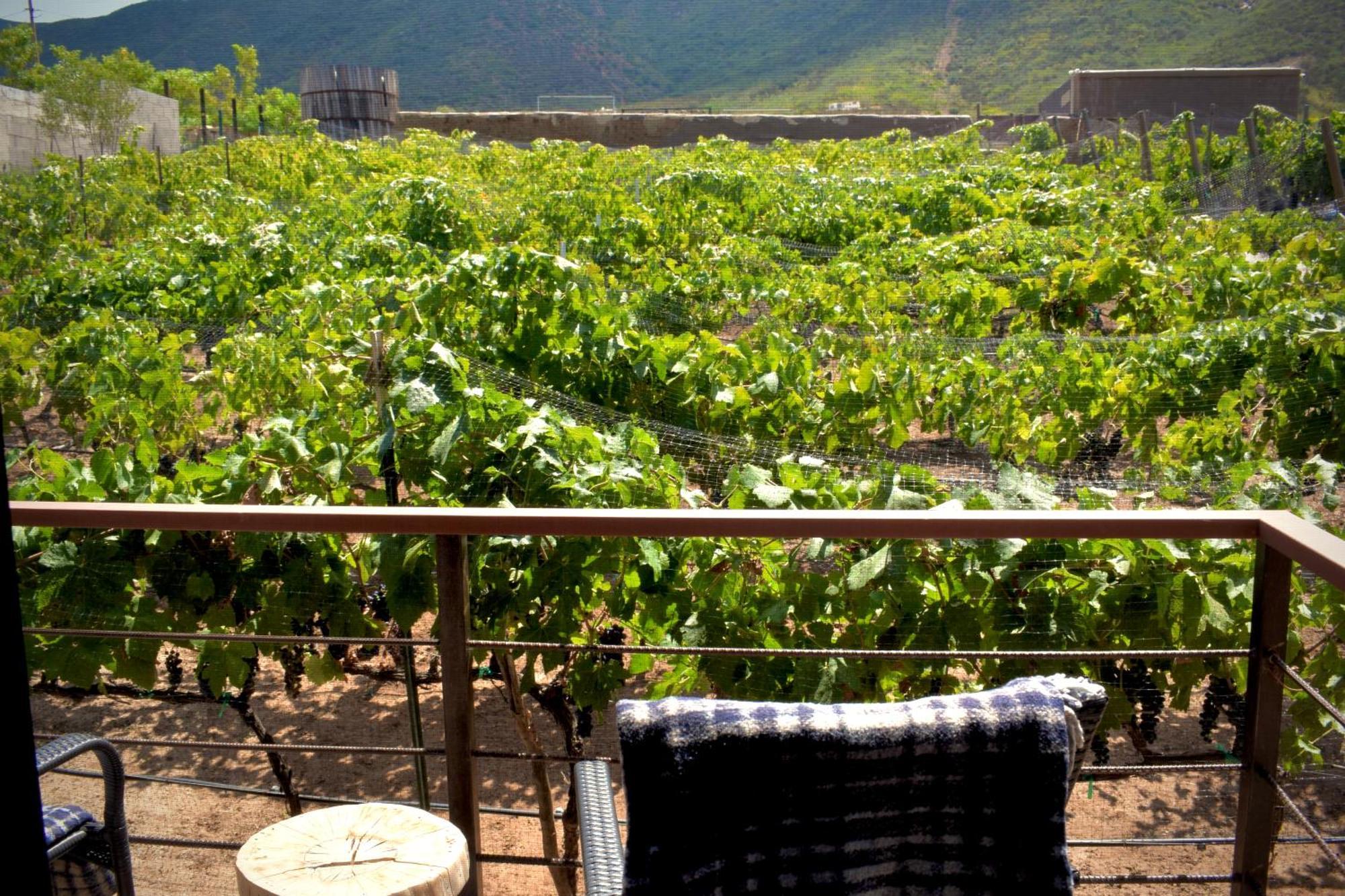 Uvauva Eco-Retreat Bed and Breakfast Valle de Guadalupe Εξωτερικό φωτογραφία