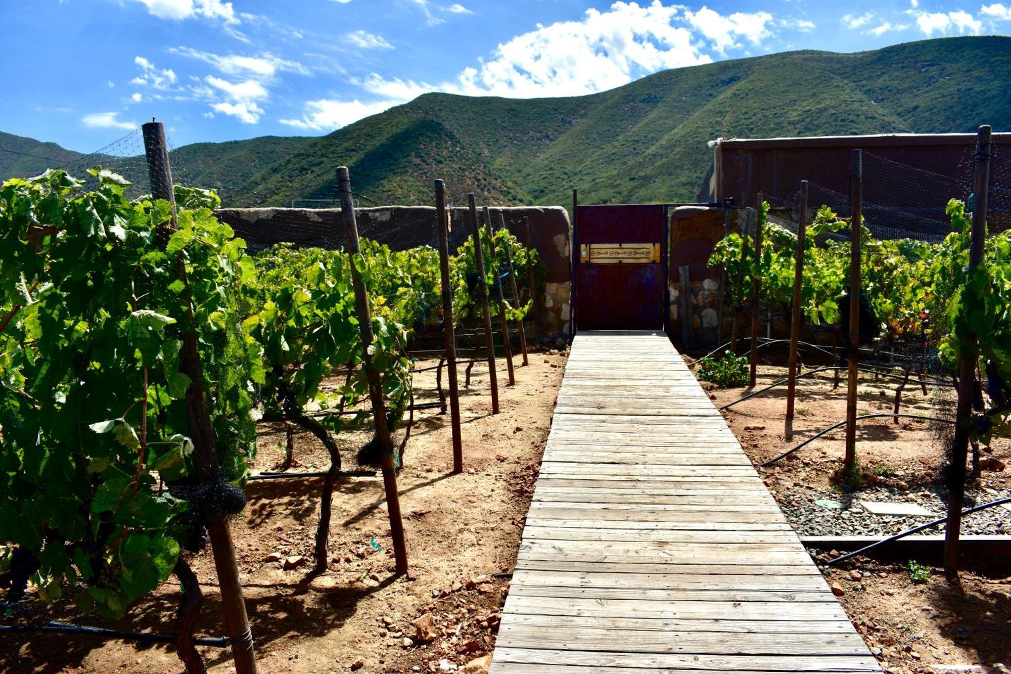 Uvauva Eco-Retreat Bed and Breakfast Valle de Guadalupe Εξωτερικό φωτογραφία